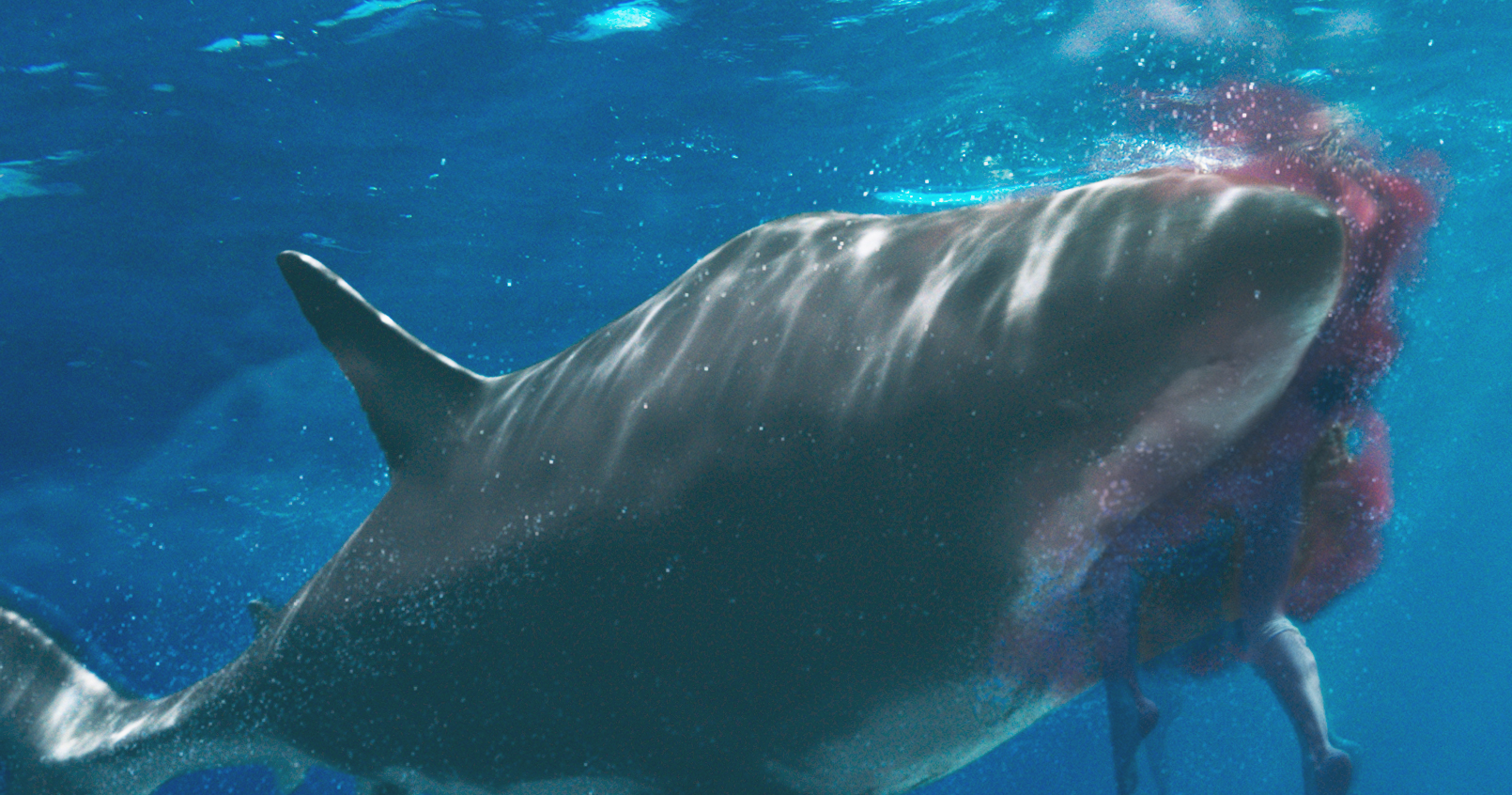 アラキンのムービー・ワンダーランド／「海上48hours ―悪夢のバカンス―」「女神の継承」のとっておき情報 
