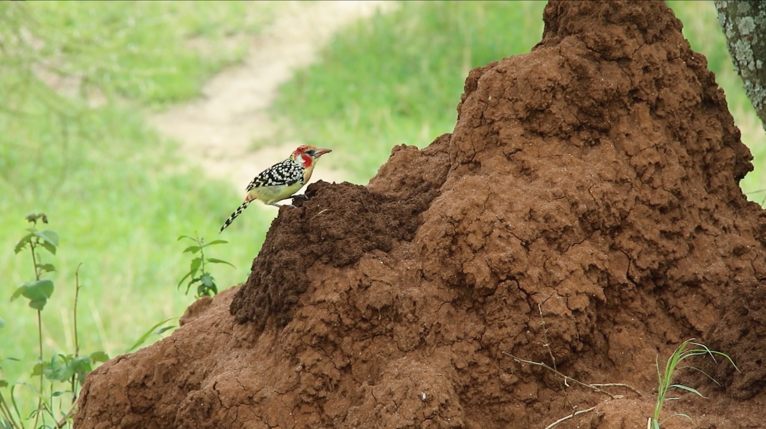 アラキンのムービー・ワンダーランド／「ウンチク／うんこが地球を救う」「不倫ウイルス」
のとっておき情報
