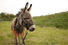 「EO　イーオー」ロバが放浪の旅で見る人間社会を映し出す鮮烈な映像体験
