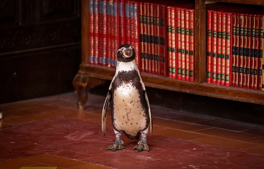 映画「ペンギン・レッスン」笑顔を誘い心を癒すペンギンの本編映像解禁