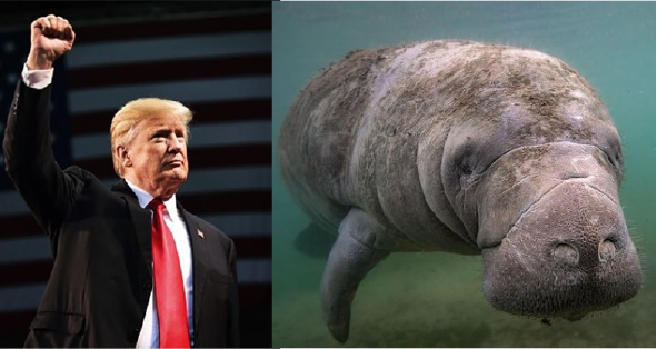 背中に「TRUMP」のマナティーが見つかる　バイデン次期大統領の就任式を前に緊張続く
